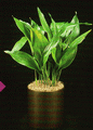 cast-iron plant,گیاه چدنی